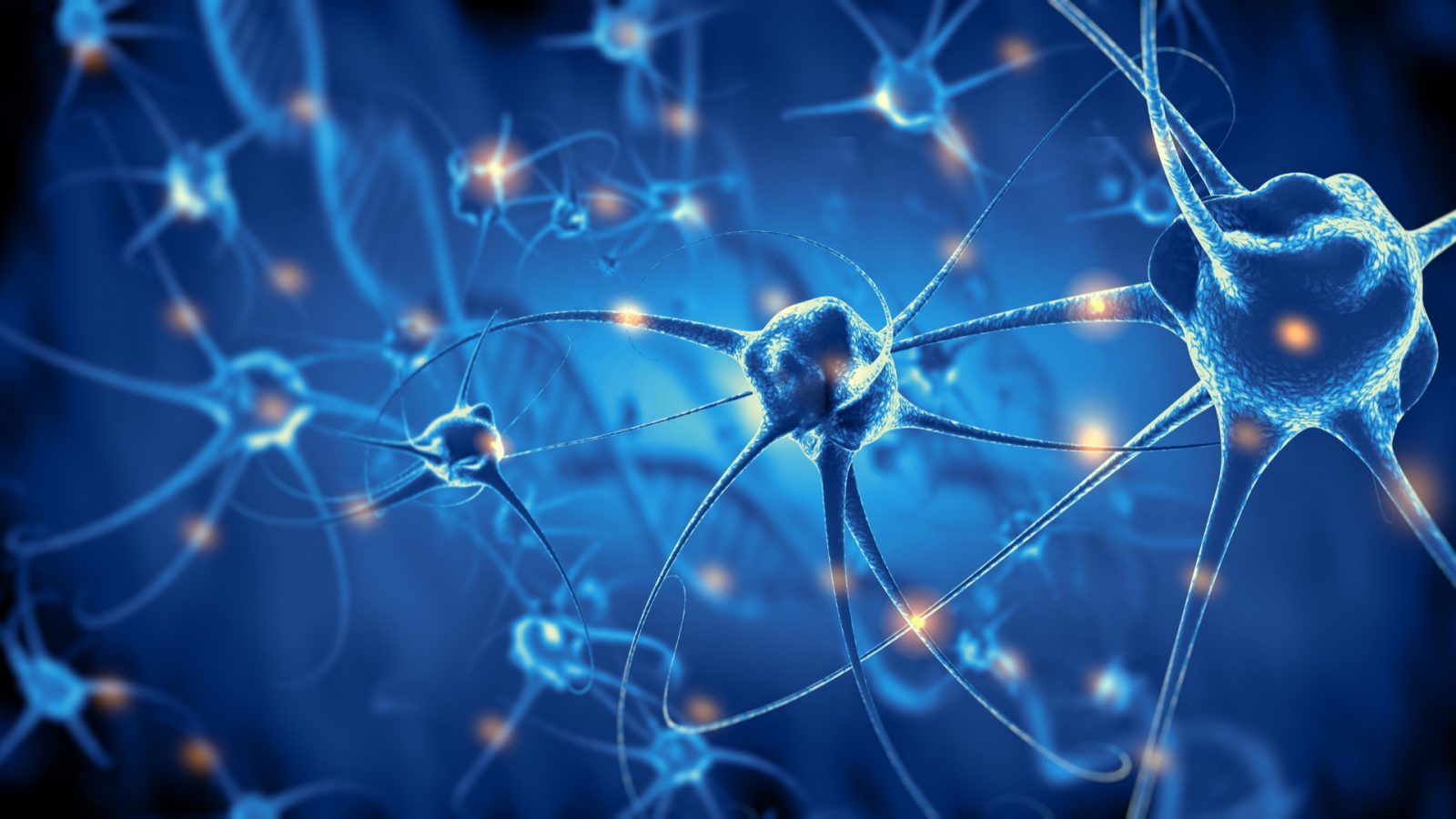 Фактор роста нервов (nerve growth factor, NGF) относится к белкам семейства нейротрофинов и участвует в росте, пролиферации, а также регенерации нейронов. NGF является многофункциональной молекулой